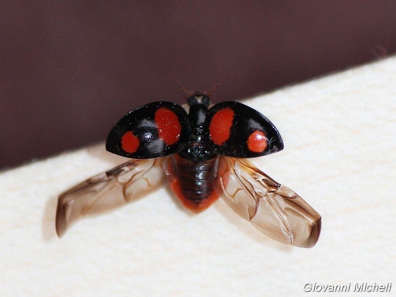 Coccinellidae: Harmonia axyridis